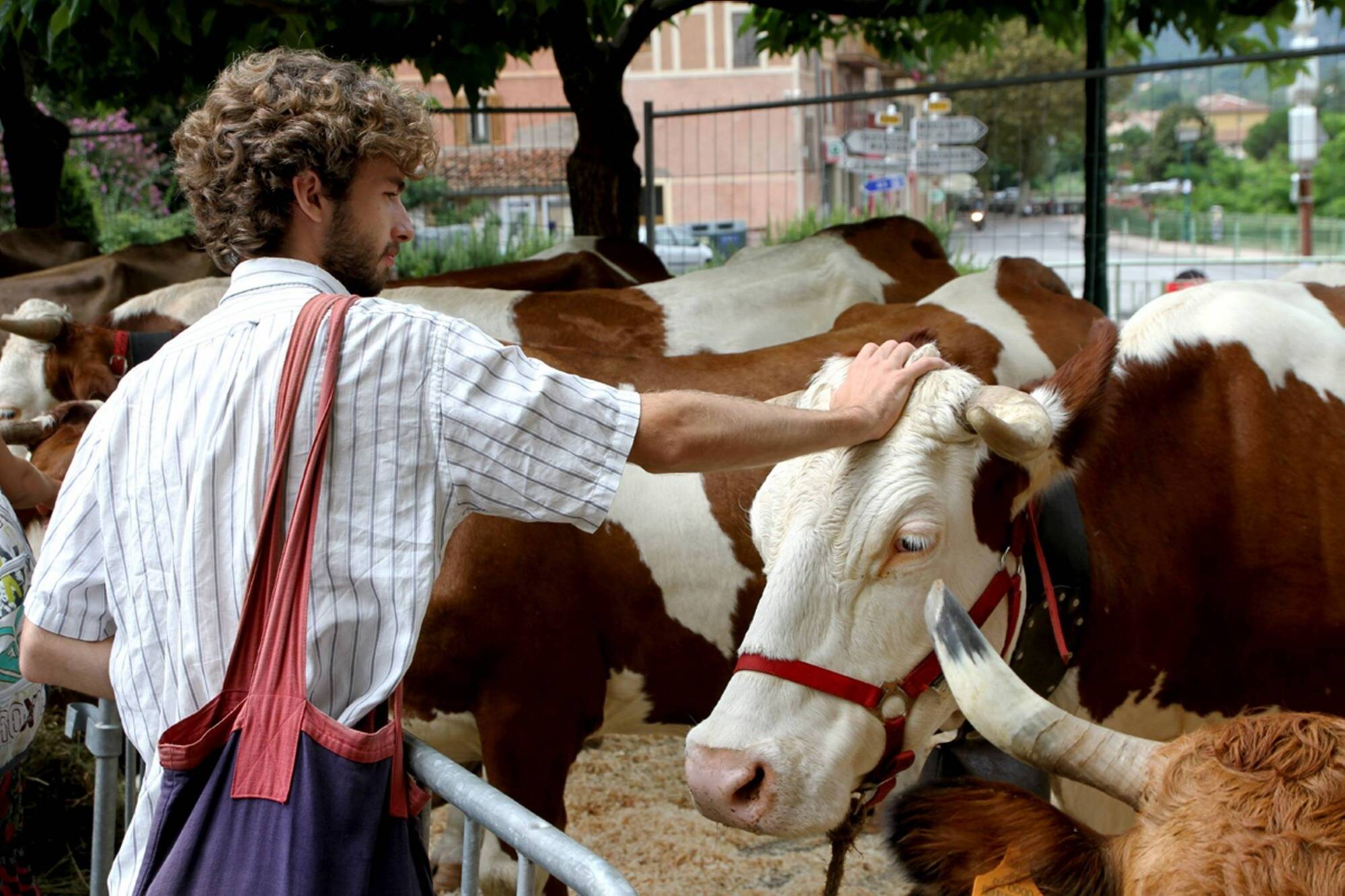 Défilé des bêtes, stands de producteurs locaux, animations... Ce qui vous attend à la fête agricole de Sospel dimanche 14 septembre