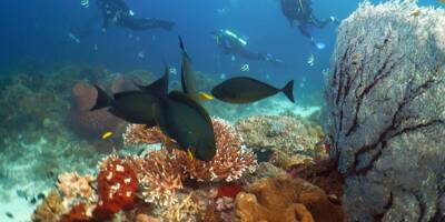 Monaco et l'Allemagne versent 10 millions de dollars dans le combat pour la survie des coraux