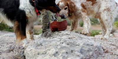 Quatre chiens de chasse secourus au mont Faron à Toulon