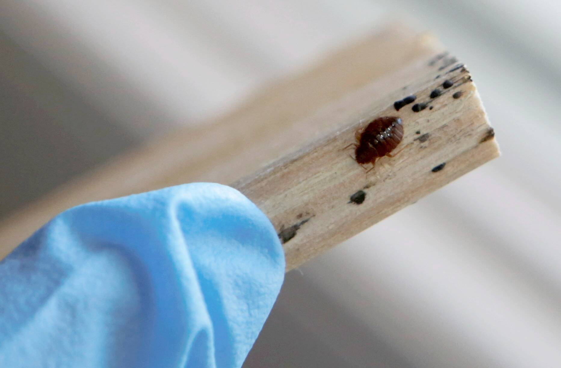 Les infestations par des punaises de lit en forte hausse cet été selon une étude