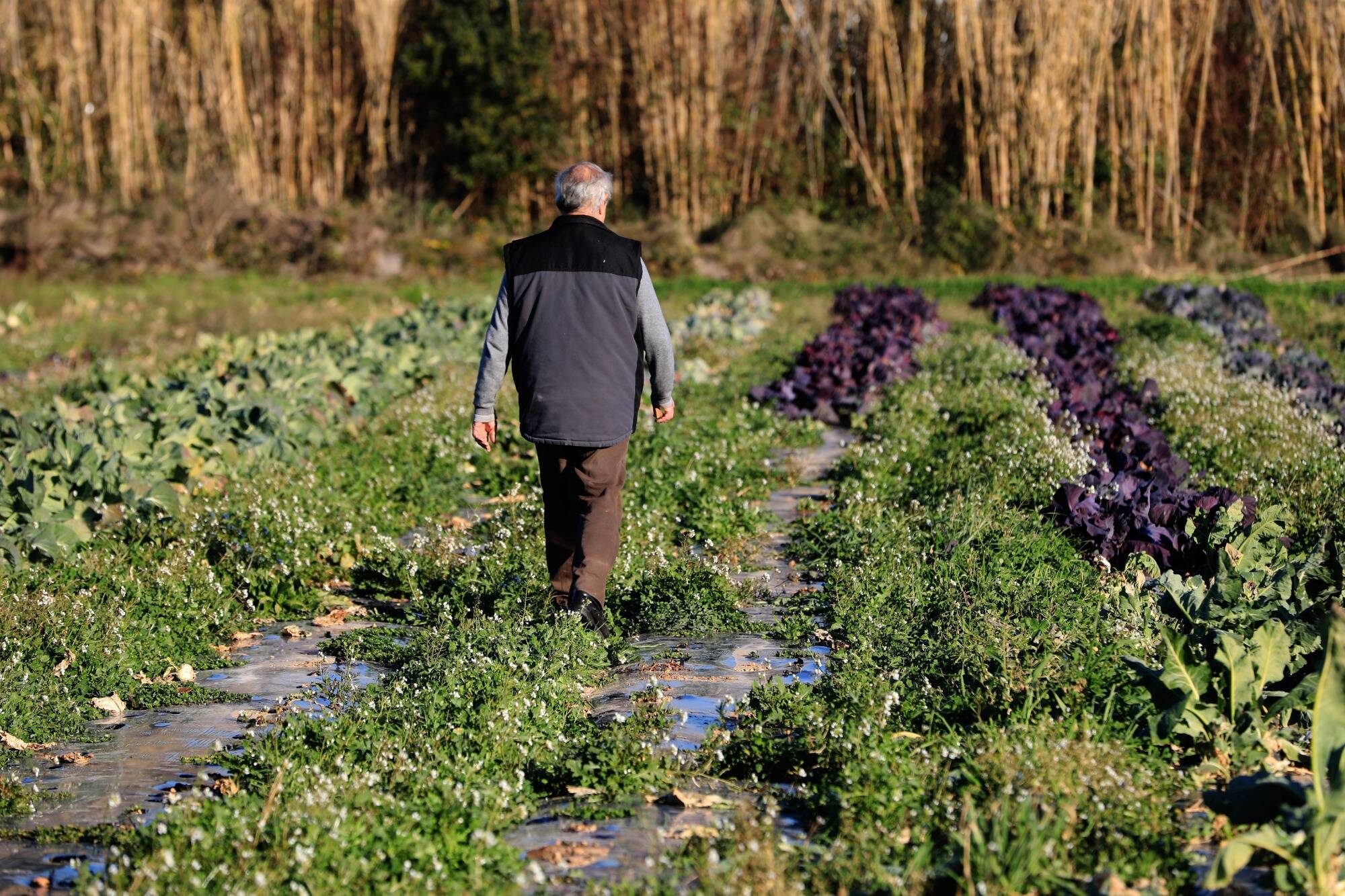 "On ne va pas manger du béton!": la lutte contre le réchauffement climatique passe par une prise de conscience sur le foncier agricole