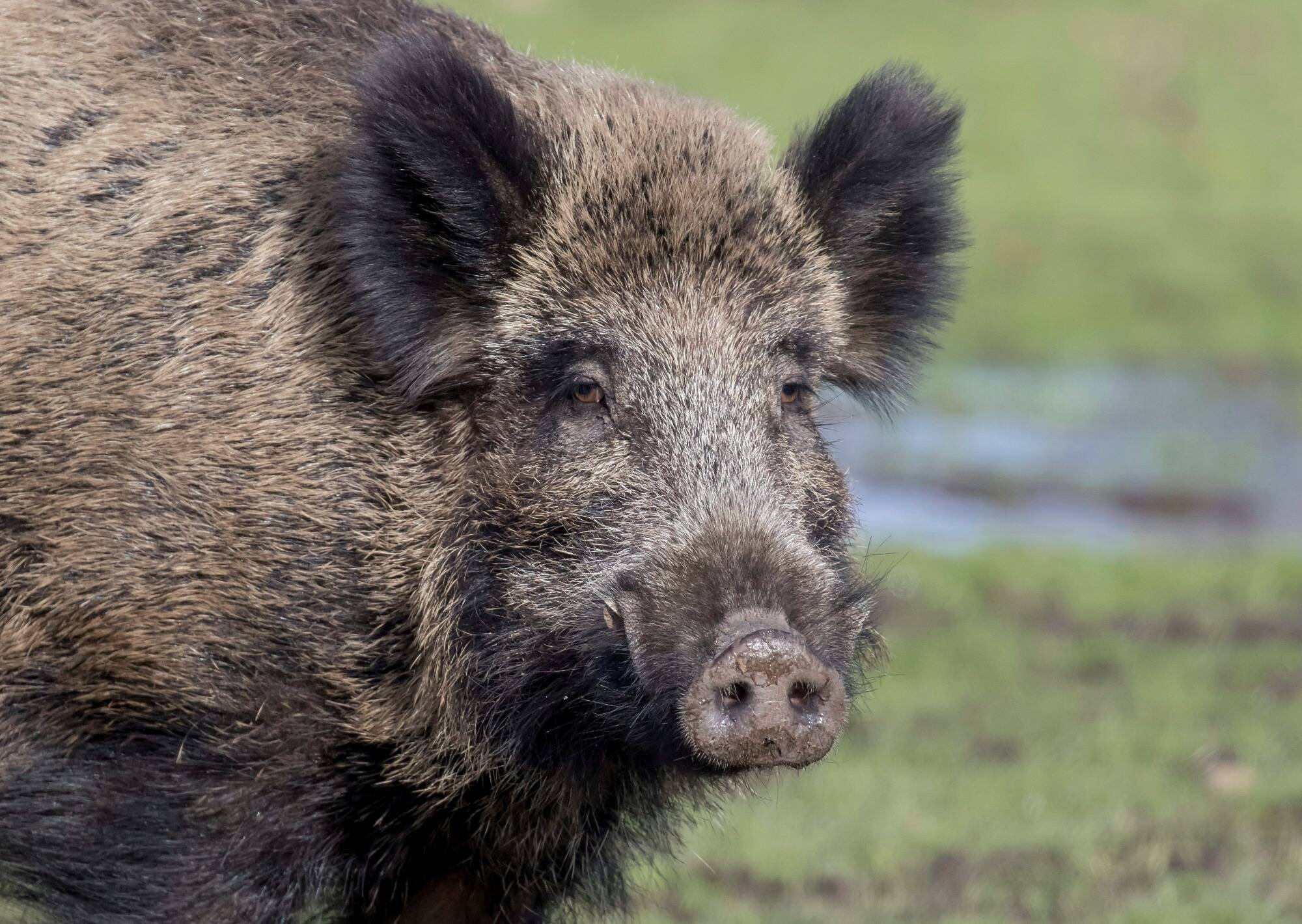 Elle est aux portes de la Côte d'Azur: la peste porcine africaine va-t-elle débarquer en France?