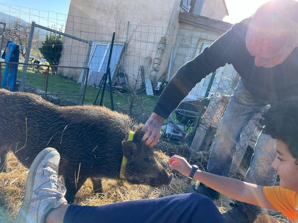 Marcassin domestique tué par un riverain dans le Var: la plainte classée sans suite, la fondation 30 Millions d'amis envisage de faire appel