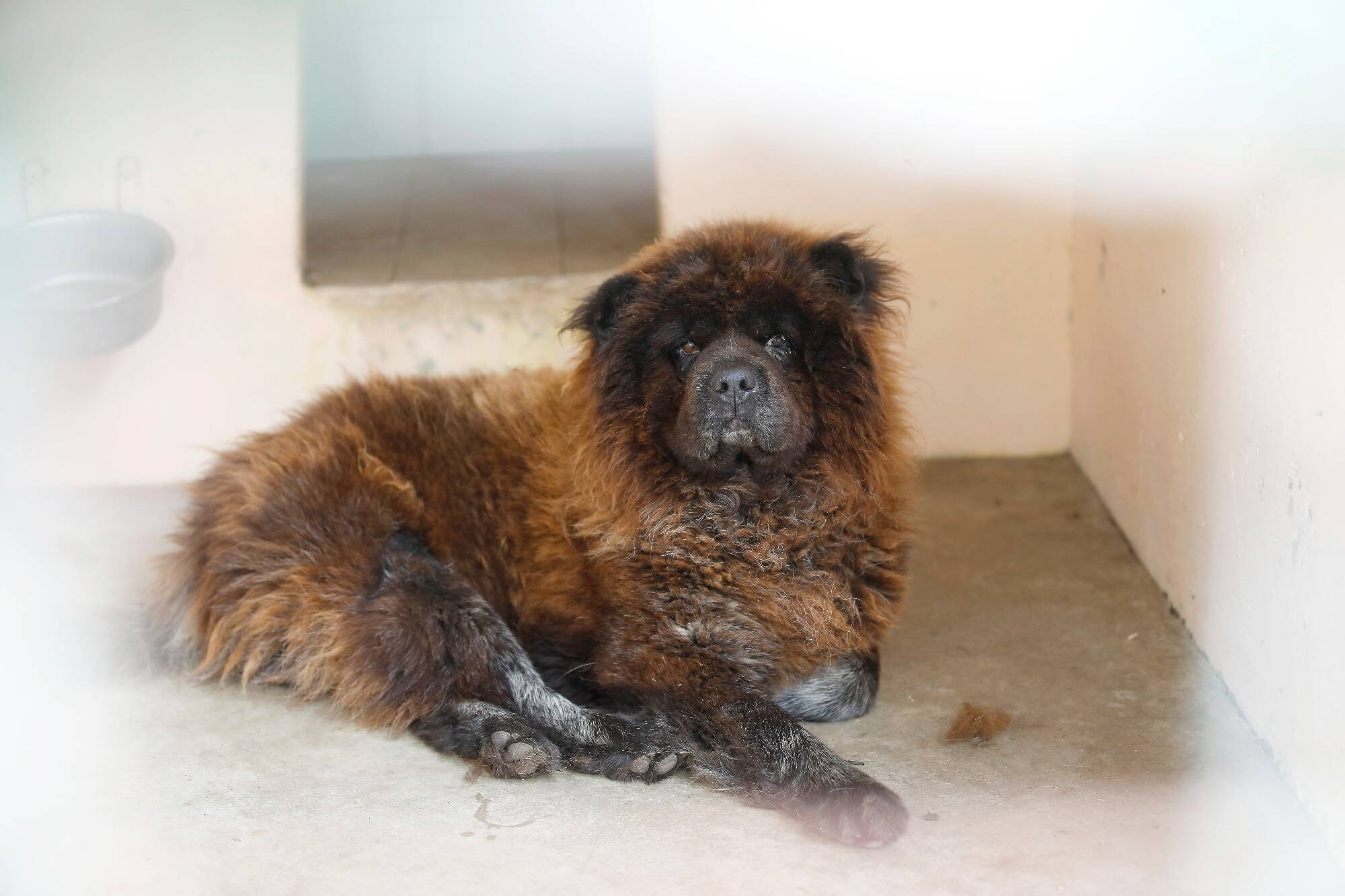 "Il s'appellerait Filou": on en sait plus sur le chien abandonné au bord d'une route entre Antibes et Biot