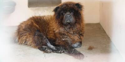 "Il s'appellerait Filou": on en sait plus sur le chien abandonné au bord d'une route entre Antibes et Biot