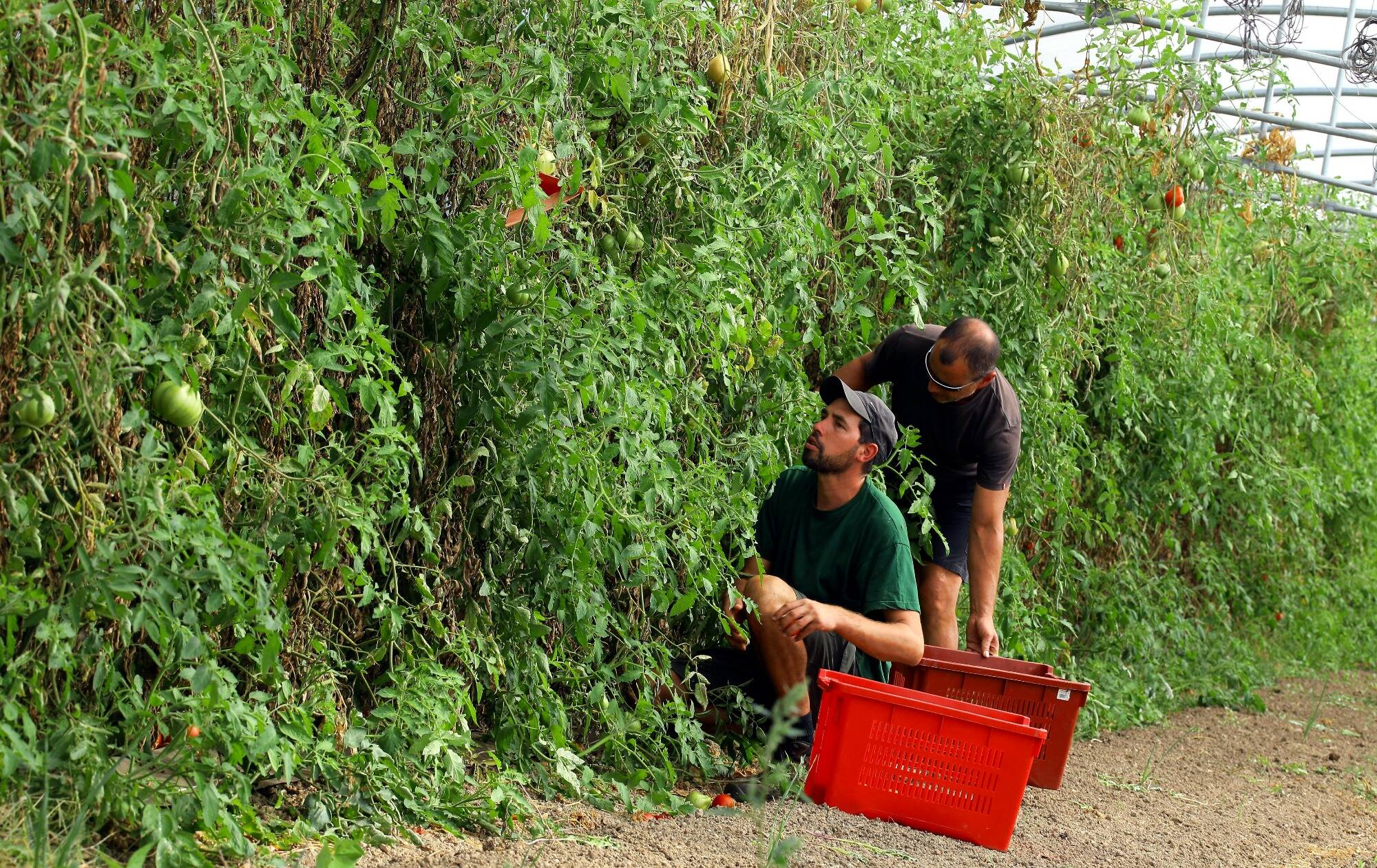 Pourquoi ces communes de la Côte d'Azur produisent si peu de fruits et légumes pour nourrir sa population