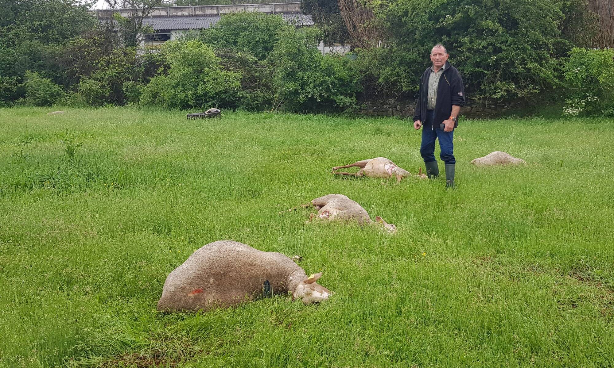 Pour protéger les troupeaux, le gouvernement va assouplir les conditions de tirs de défense contre les loups