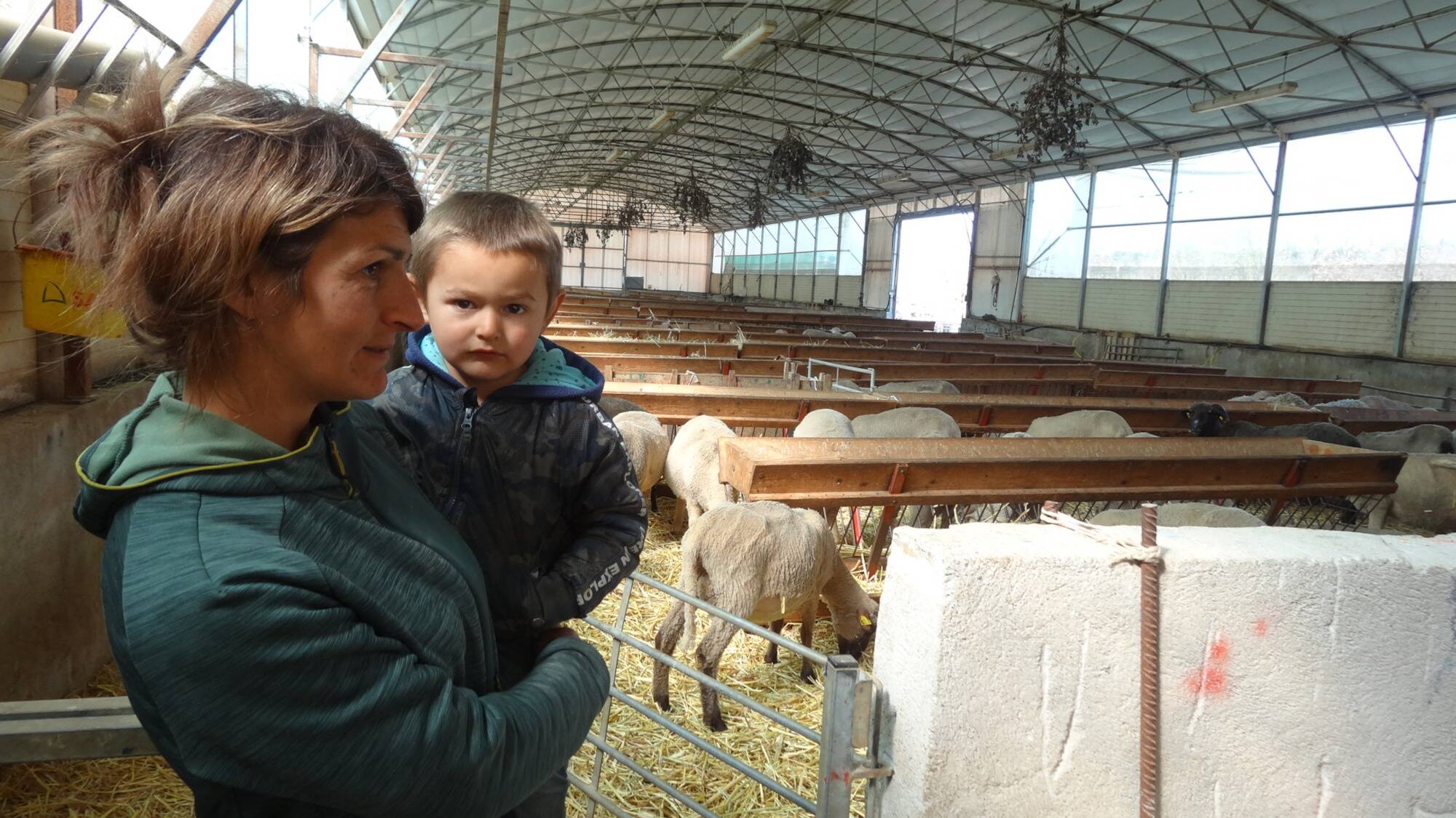 Attaque De Loup Dans Le Haut Var L Etat Prend La Mesure De L Urgence Var Matin
