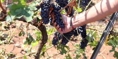 Les vignerons veulent être mieux protégés en cas d'aléa climatique