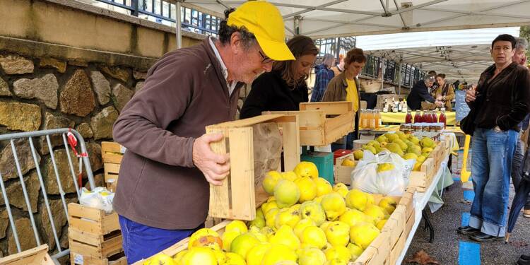 À Cotignac, le coing a résisté à la pluie et aux intempéries du week-end