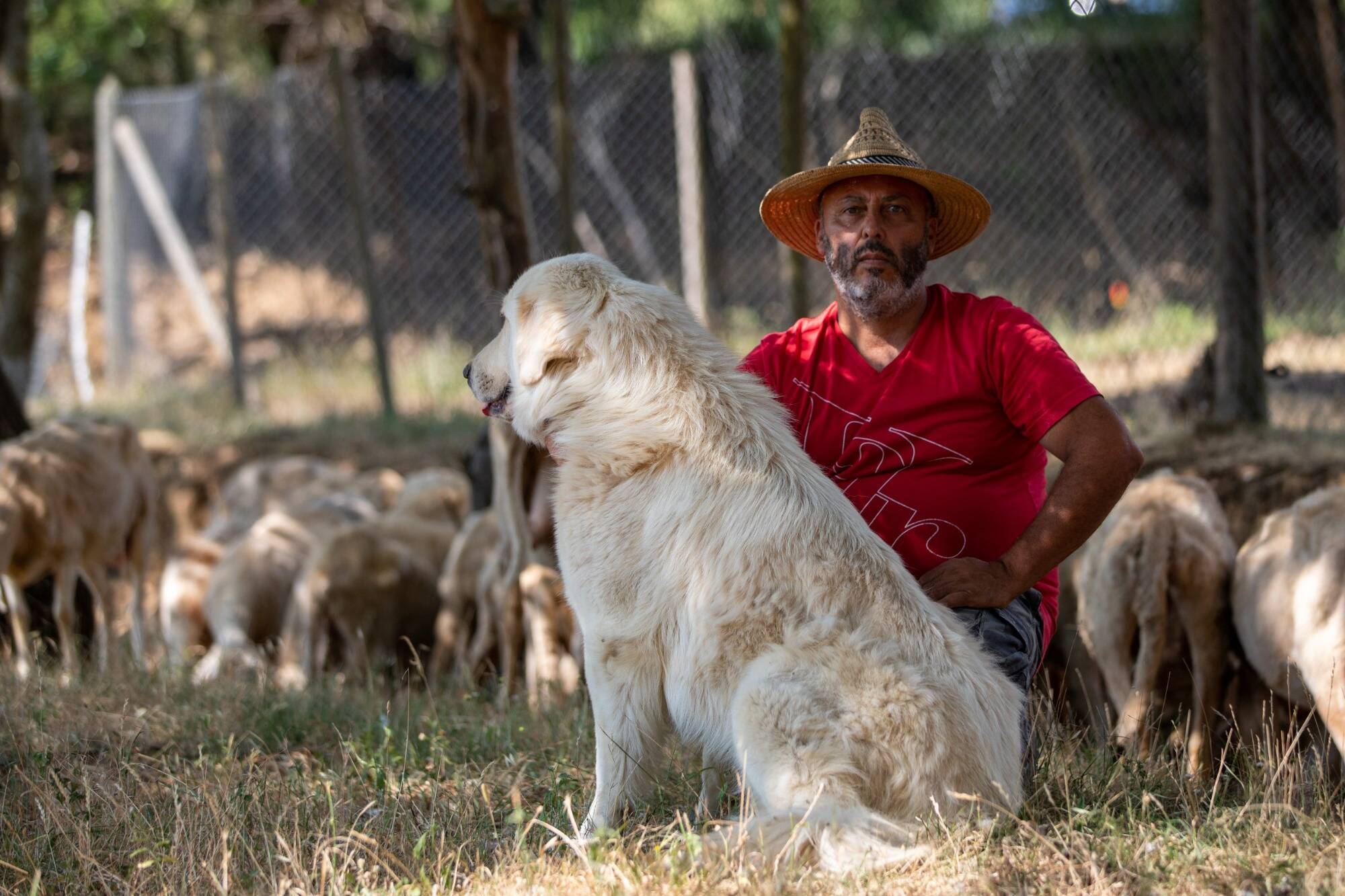 Obligé de mettre des colliers anti-aboiement à ses chiens de troupeau, un éleveur varois se bat contre les voisins... et la mairie