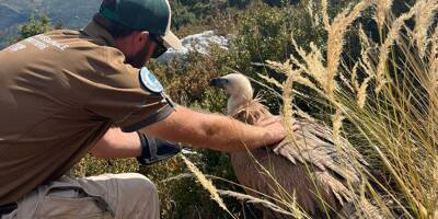 Un bébé vautour sauvé dans le parc du Verdon