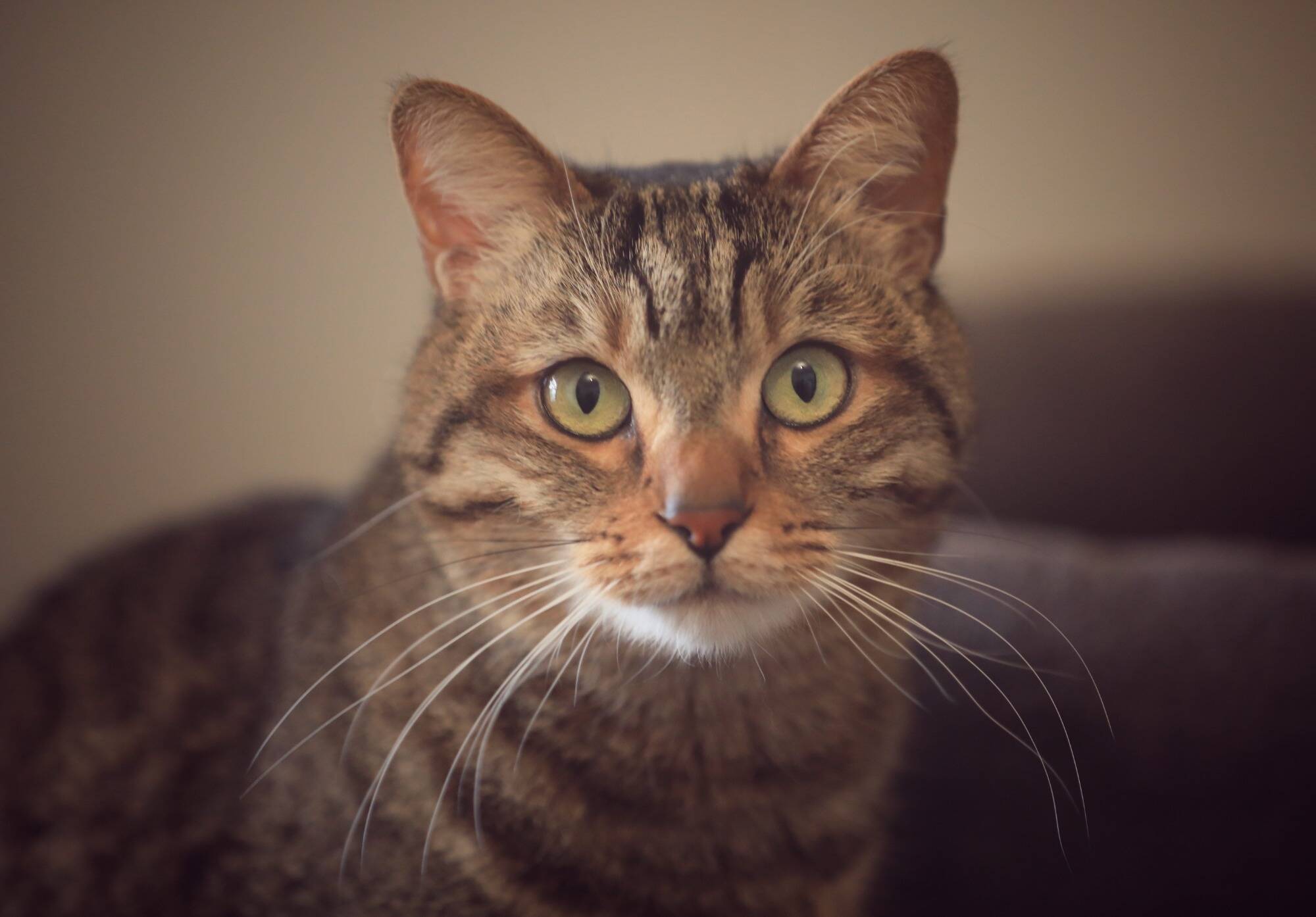 "Trouble à l'ordre public": une voyageuse verbalisée car son chat miaulait trop fort dans le train