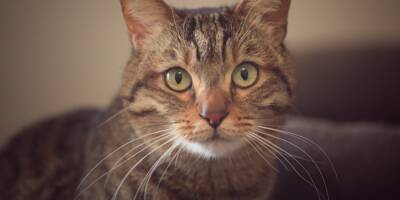A Caen, un tortionnaire de chats déclaré irresponsable lors de son procès en appel