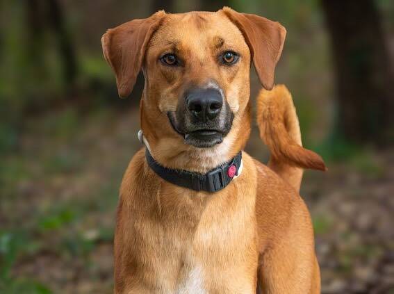 "Ils ont besoin de dons": des étudiants de Cannes organisent une nuit solidaire en faveur des animaux du refuge ASA06 à Mougins