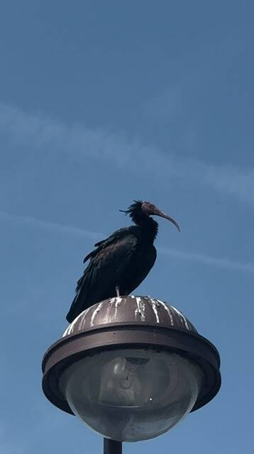 Il n'en reste en liberté qu'une centaine au Maroc et une dizaine en Syrie: un ibis chauve, aperçu sur les bords de Siagne, à Mandelieu?