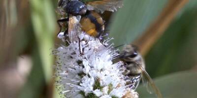 De nouvelles restrictions imposées dans l'utilisation des pesticides, les défenseurs des abeilles pas satisfaits