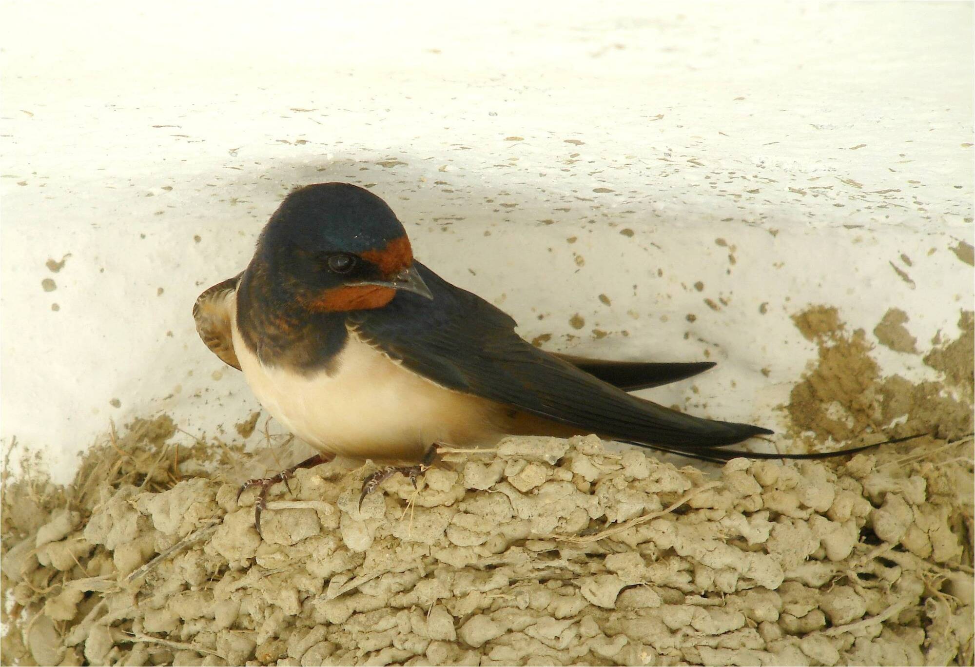 On a besoin de vous pour recenser les hirondelles dans Grasse et les villages autour: on vous explique comment s'inscrire