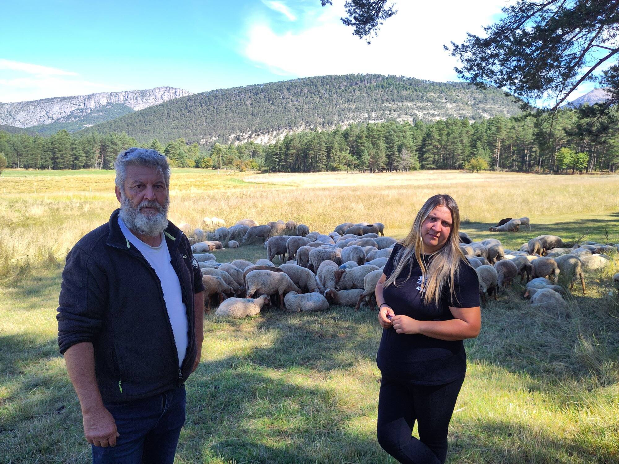 Le désespoir de ces éleveurs des Alpes-Maritimes après plusieurs attaques de loups rapprochées