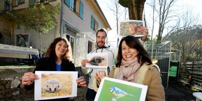 Un centre pour soigner les animaux sauvages ouvre à Saint-Cézaire et c'est le premier dans les Alpes-Maritimes