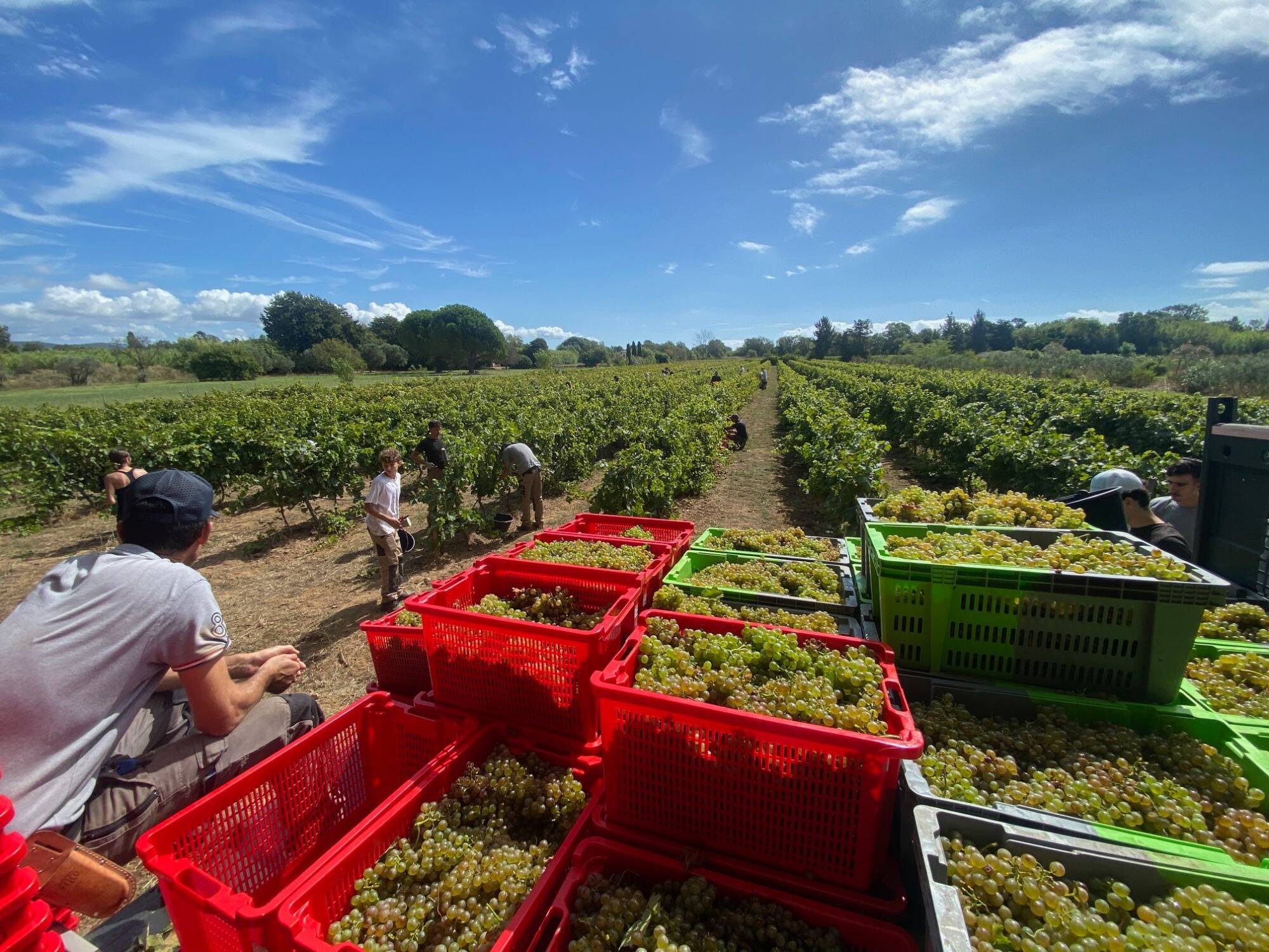 Sécateurs affûtés et grappes dorées: les lycéens d'Agricampus ont fait leur rentrée... dans les vignes à Hyères
