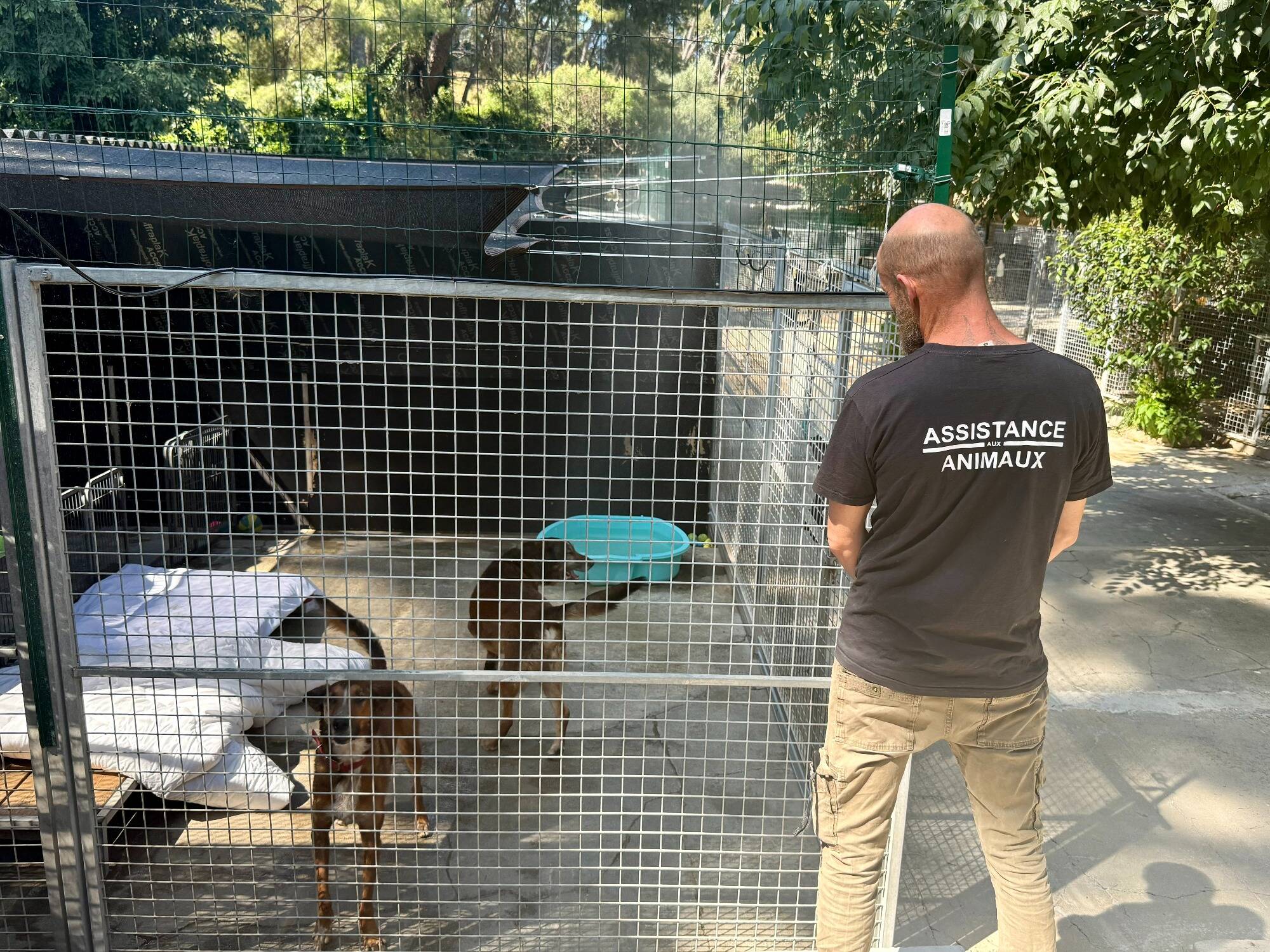 Voici les gestes à observer pour protéger votre chien d'un coup de chaud