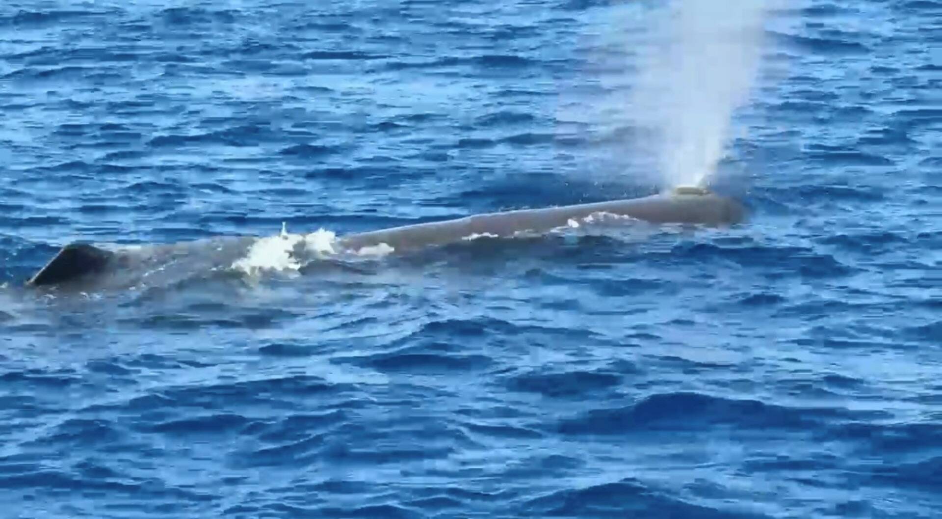 "Il passait tranquillement à côté de nous": un navigateur raconte son incroyable rencontre avec un cachalot en baie de Monaco
