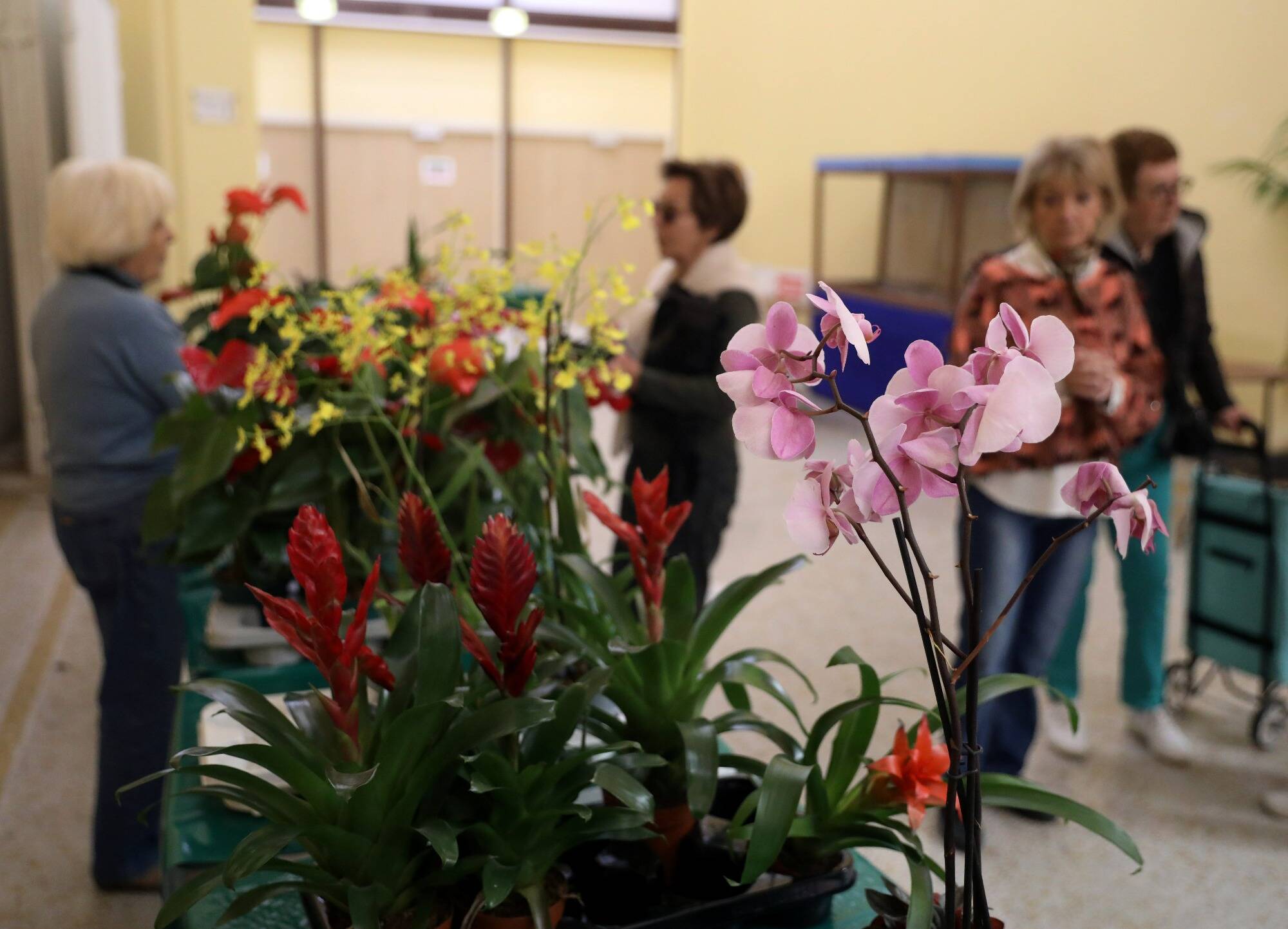 91e Fête du citron: les plantes du Salon des orchidées sont en vente ce mardi à Menton