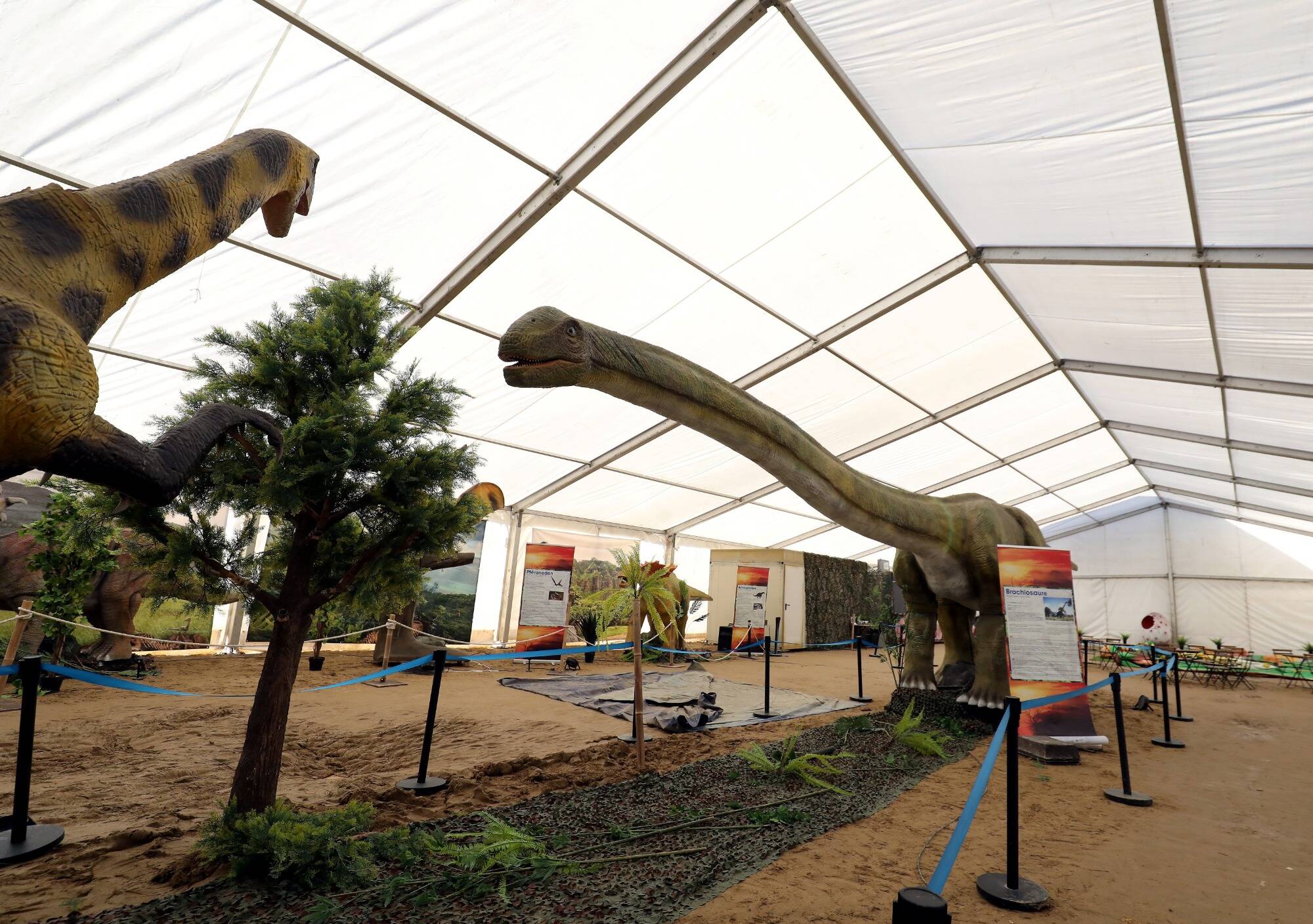 Elle remporte un grand succès en Europe, l'exposition Dinosaurs World débarque à Menton