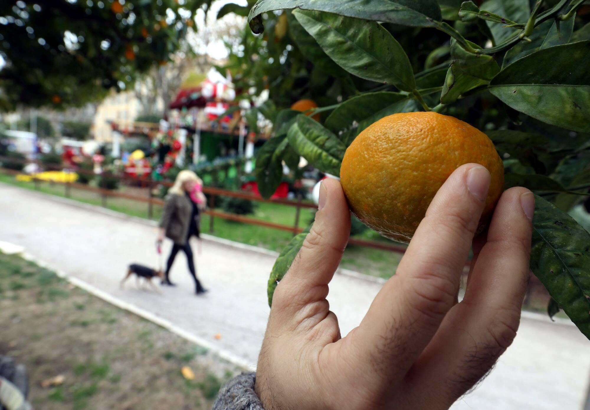 Peut-on les cueillir? Sont-ils comestibles? Que deviennent-ils? On fait le point sur les agrumes des arbres fruitiers des rues de Menton