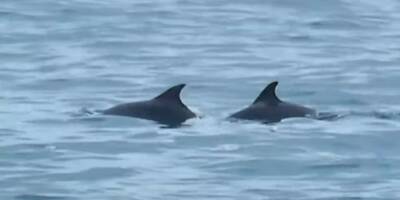 Nage avec les dauphins: amendes pour trois exploitants de la Côte d'Azur