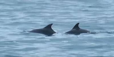 VIDEOS. Des dauphins aperçus au large de Toulon