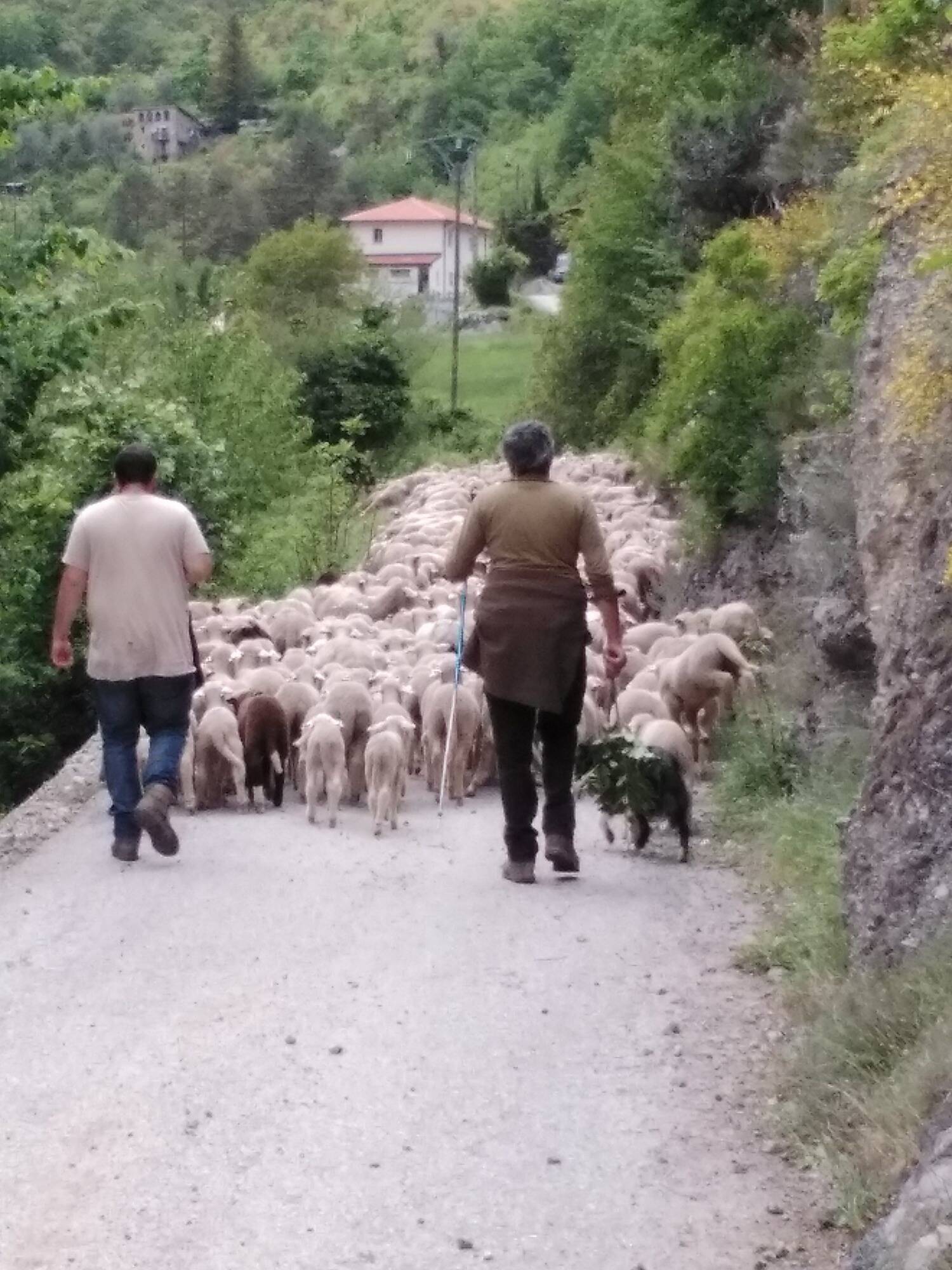 PHOTOS. Après une transhumance forcée cet hiver à cause de la tempête Alex, les brebis sont de retour dans le Caïros