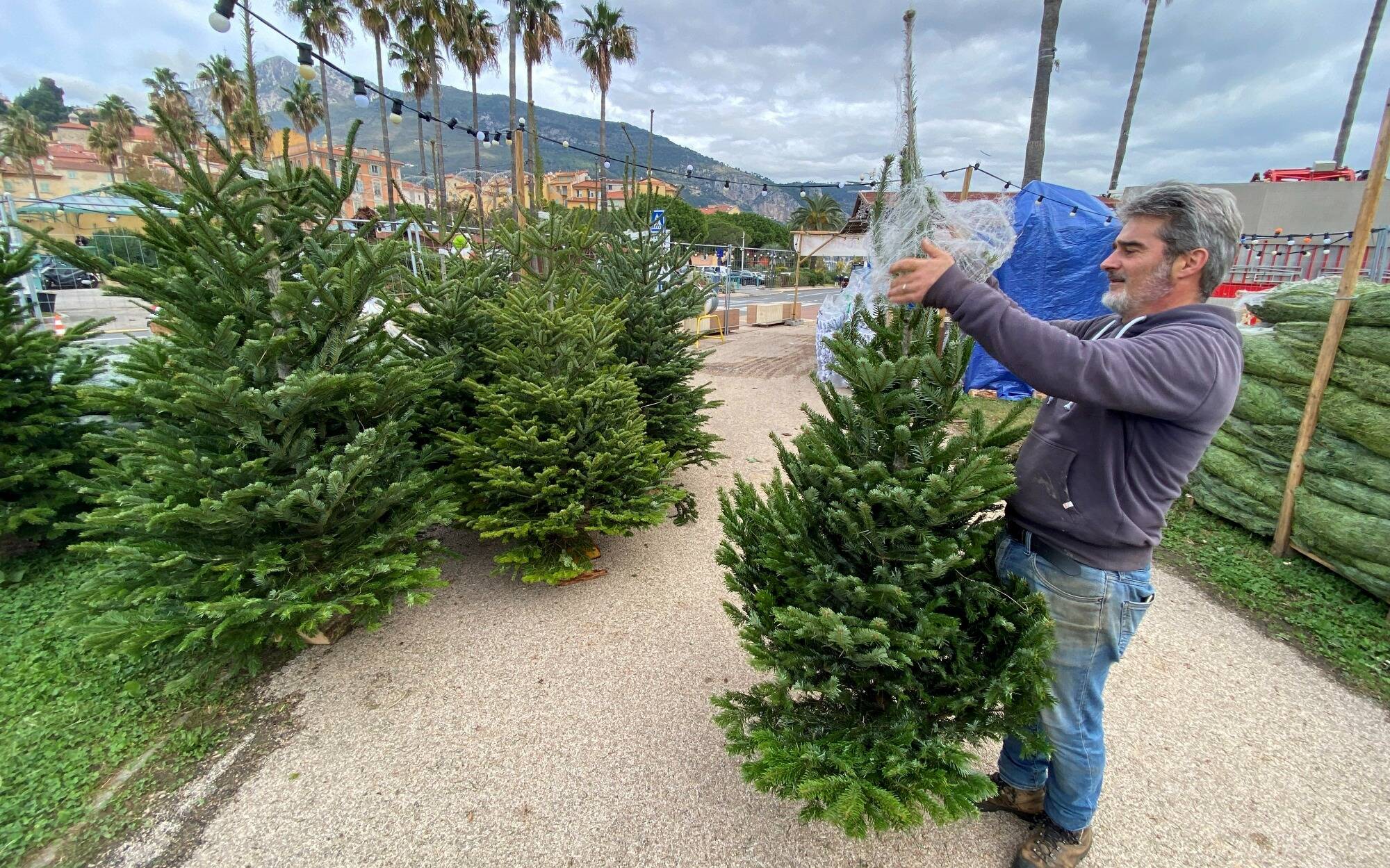 D'où proviennent les sapins vendus sur le marché de Noël et dans les magasins de Menton?