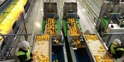 De l'Espagne à Menton, comment sont choisis les agrumes de la Fête du citron