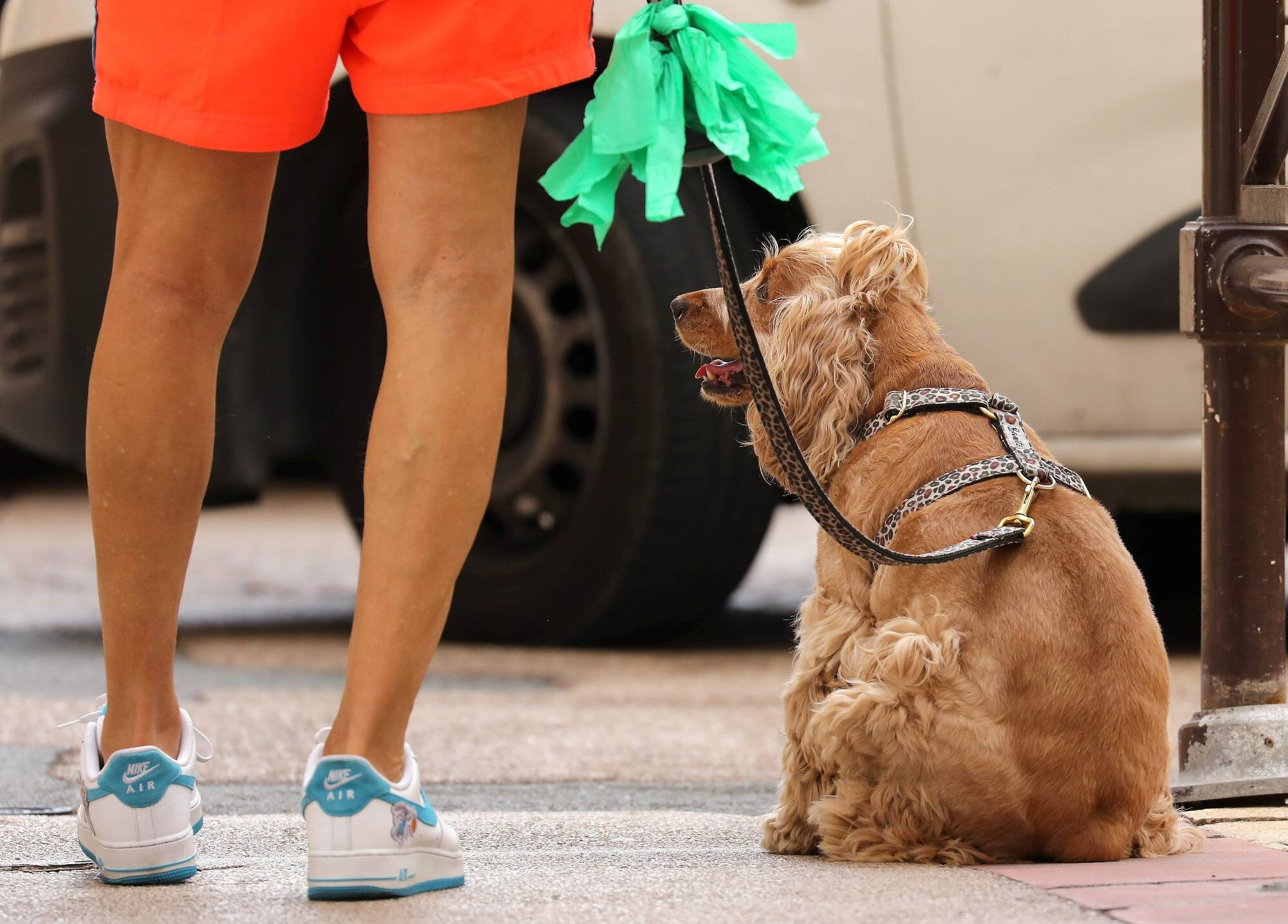 "Il faut que ce soit un métier-passion": rencontre avec deux pet-sitters de Menton qui prennent soin de vos animaux pendant vos vacances