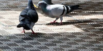 Une association de protection animale accuse la Ville de Menton de gazer en masse des pigeons, on vous explique