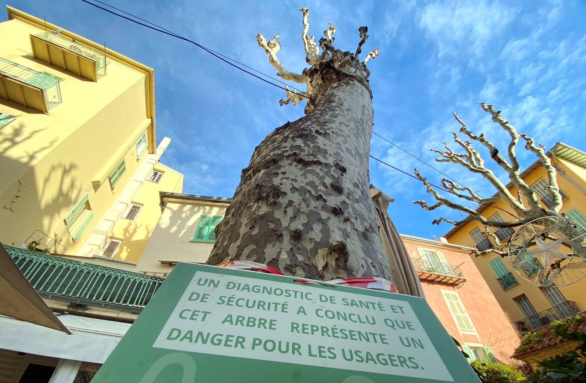 Une pétition demande de suspendre l'abattage des deux platanes, la mairie de Menton accepte le temps d'une contre-expertise