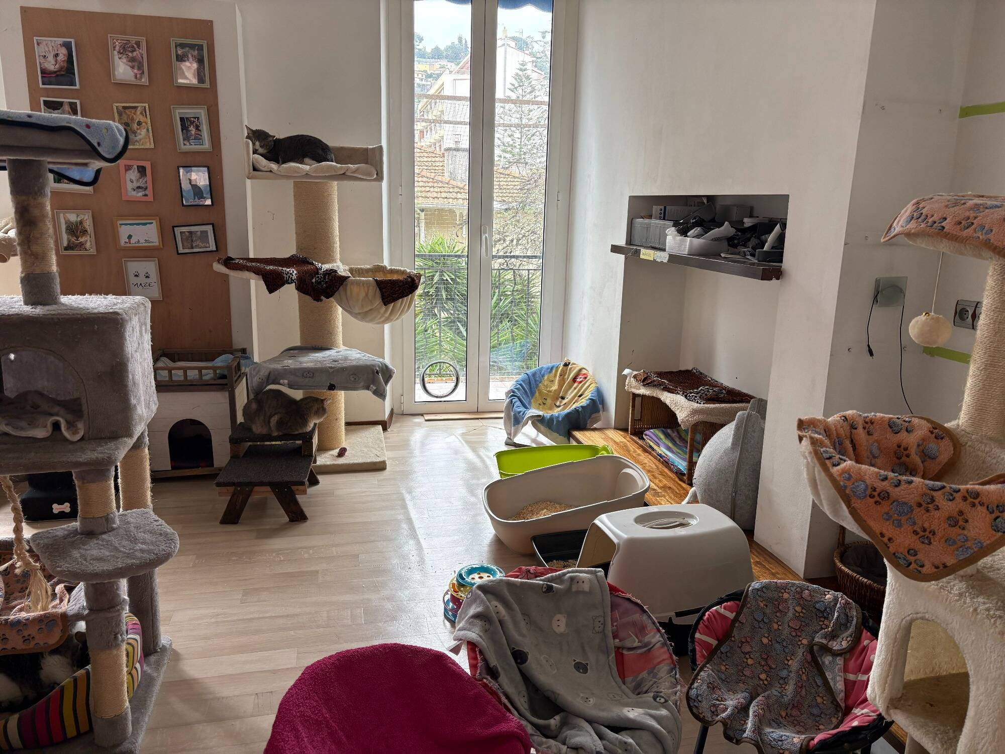 Relogée dans un appartement inadapté par la mairie de Menton suite à un éboulement, cette association pour chats handicapés cherche un refuge