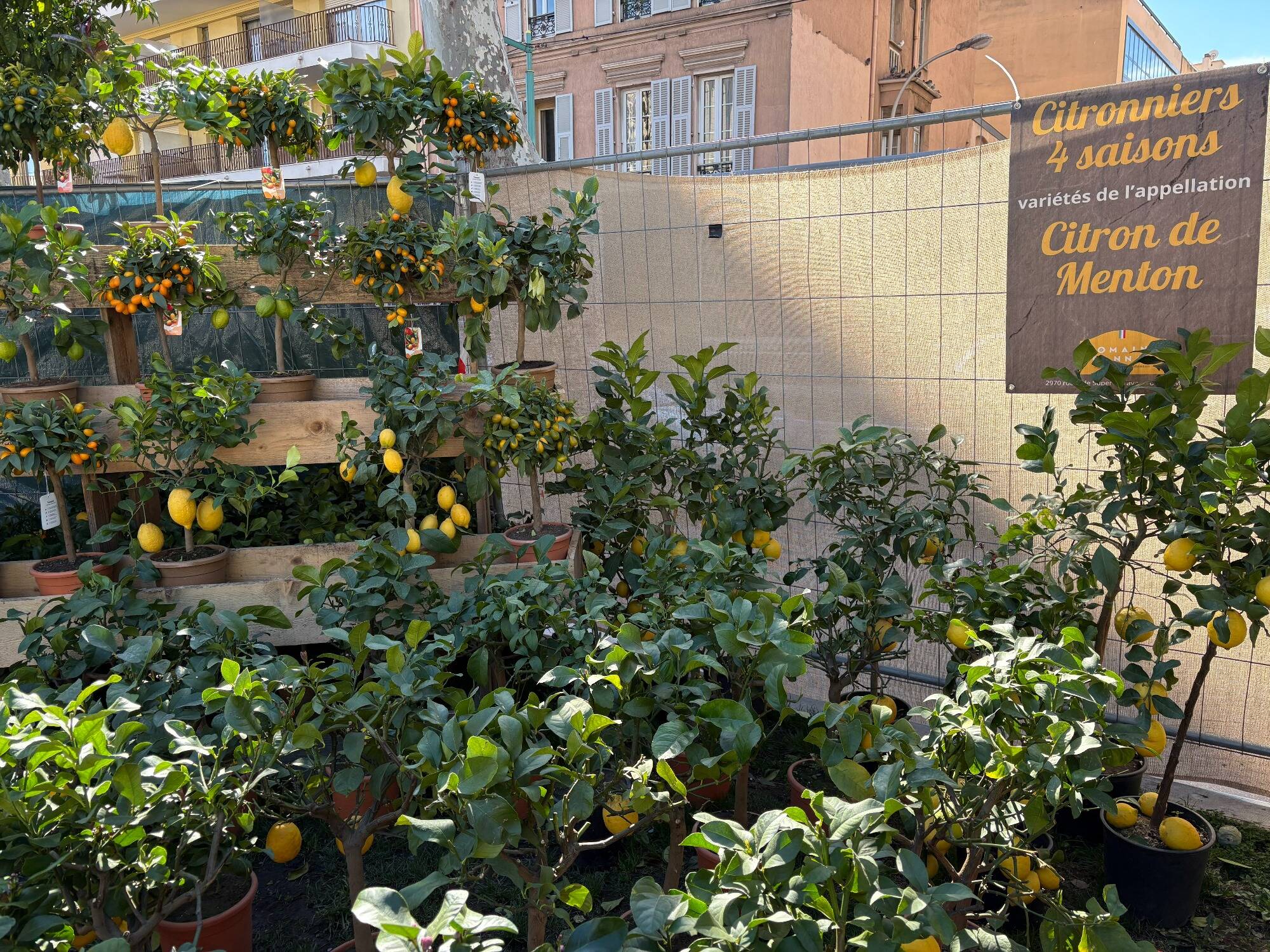Les pépiniéristes enregistrent des ventes records de citronniers à la 91e Fête du citron à Menton