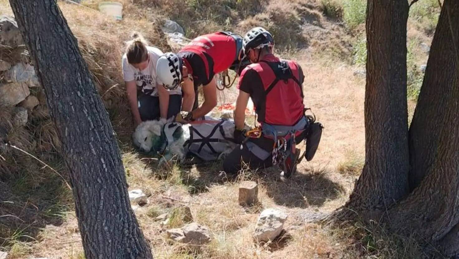 "Ils ont tout fait pour sauver ma Nina": la maire-éleveuse de Castellar raconte le sauvetage de sa chienne après une attaque de loups