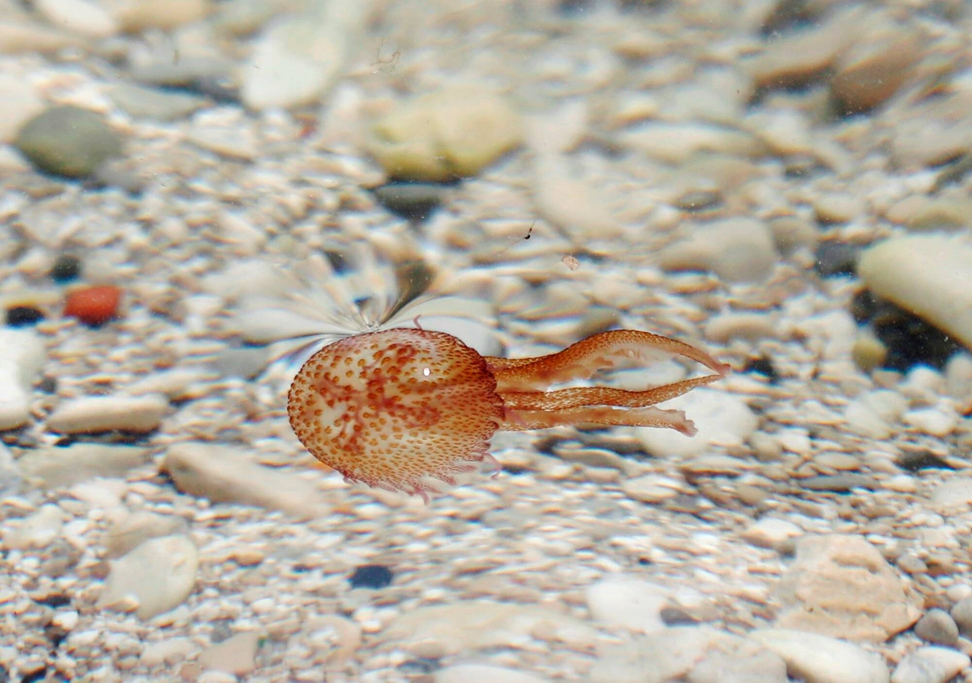 Dans un podcast, des lycéens italiens alertent sur l'inquiétante disparition de cette méduse dans le sanctuaire de Pelagos