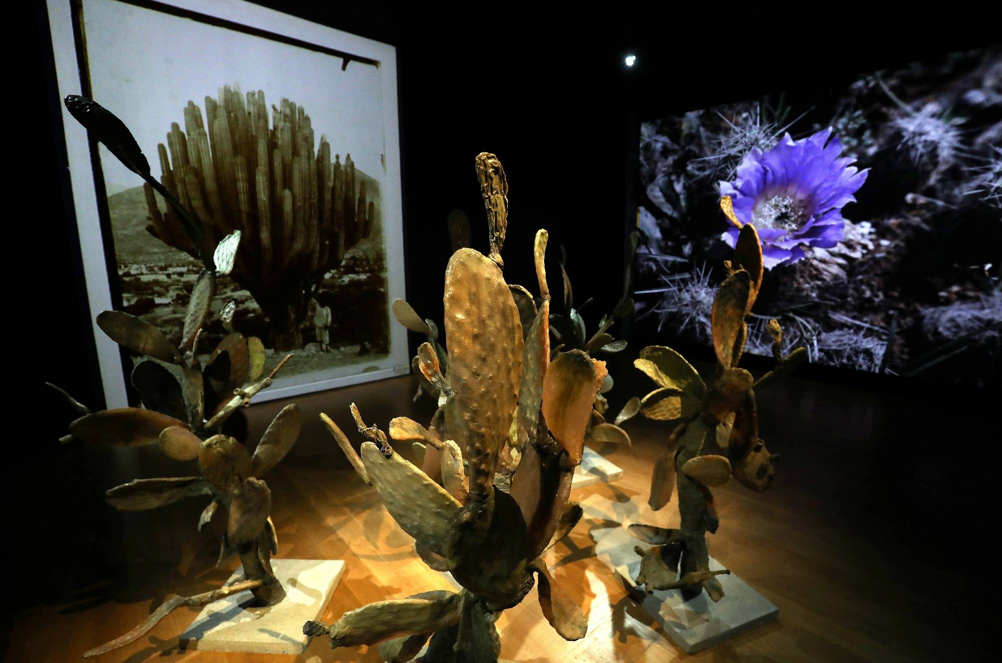 Vous êtes fasciné par les cactus? La Villa Sauber leur consacre une exposition à Monaco