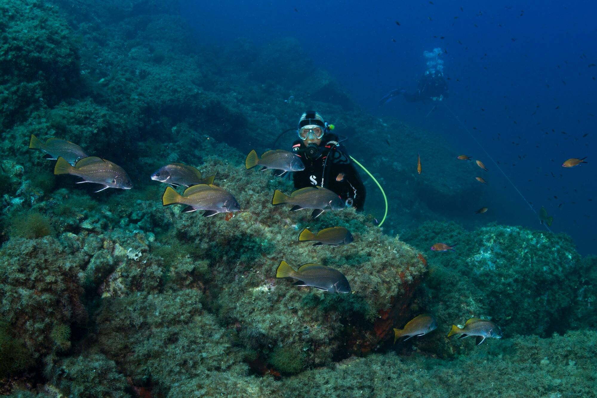 L'association monégasque pour la Protection de la Nature a recensé les mérous et corbs présents sur le littoral de la Principauté