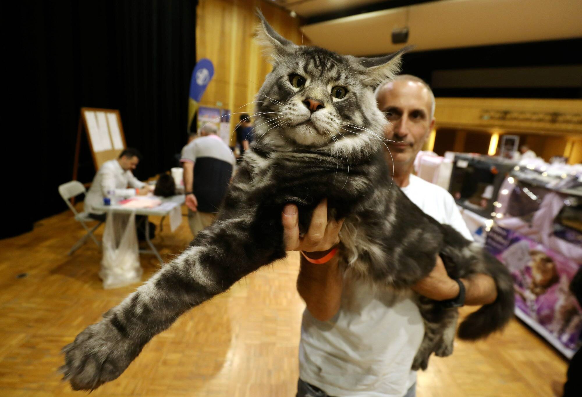 Exposition féline à Monaco: voici les 3 nouvelles races de chats les plus plébiscités dans les foyers