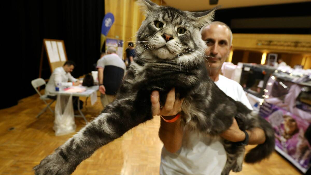 Rhône - Exposition féline internationale. Découvrez les plus belles races  de chat