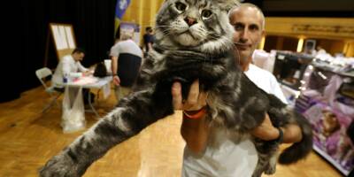 Exposition féline à Monaco: voici les 3 nouvelles races de chats les plus plébiscités dans les foyers