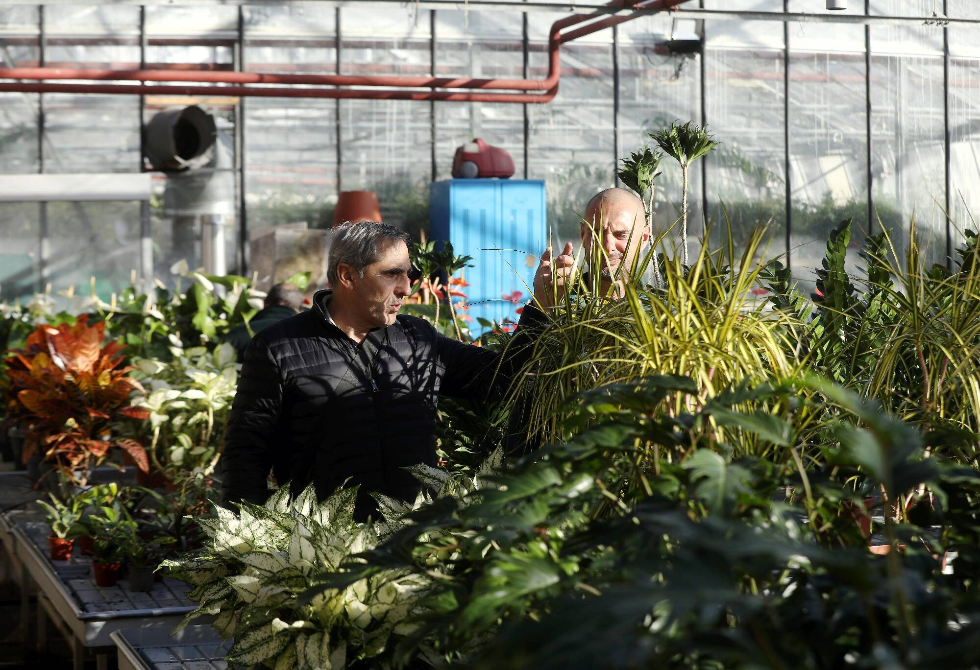 Elle est le trésor vert de La Principauté depuis plus de 45 ans: immersion au coeur de la pépinière de Monaco à Saint-Laurent-d'Èze