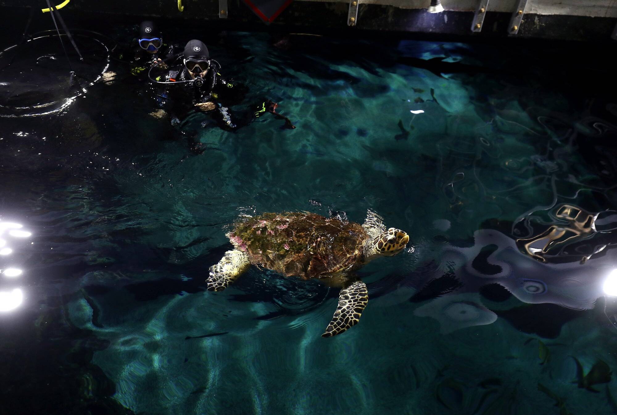 "Ici, elles sont protégées": rencontre avec les anges gardiens des deux tortues marines du Musée océanographique de Monaco
