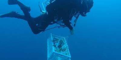À 40 mètres de profondeur, Monaco tente de comprendre les mécanismes de croissance du corail rouge